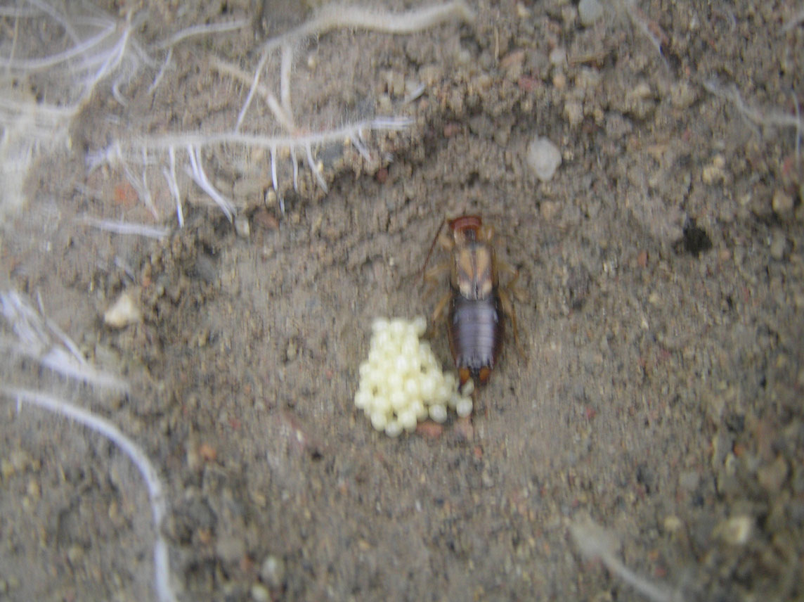 Forficula auricularia con uova